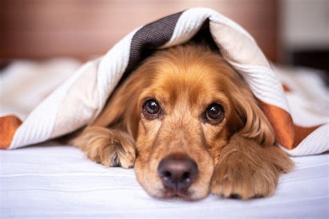 alojamentos que aceitam animais